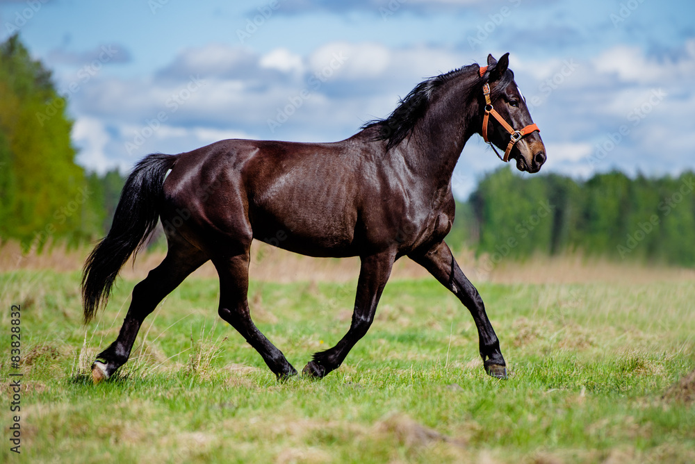 beautiful horse running on a field beautiful horse running on a field