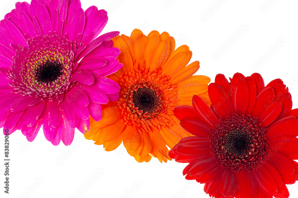 Gerbera / beautiful gerbera on a white background Gerbera / beautiful gerbera on a white background