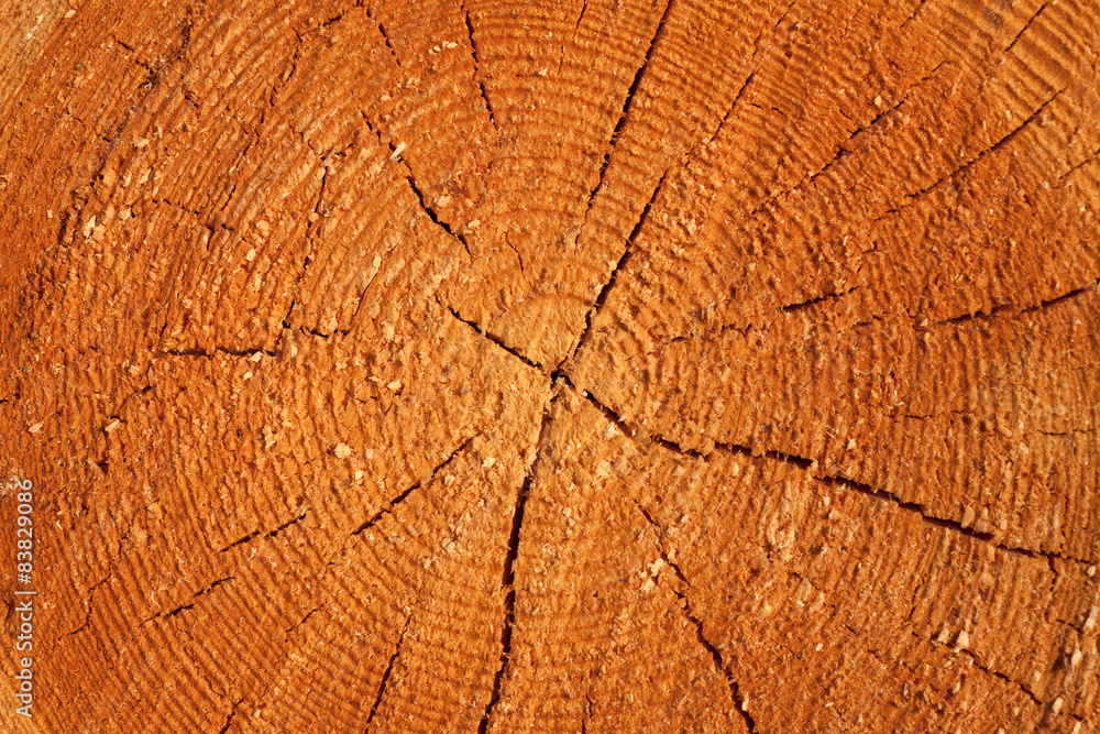 Fototapeta premium Close up cross section of tree trunk