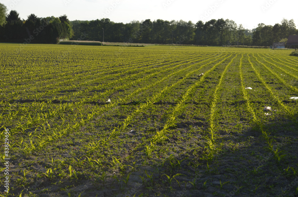 young maize field young maize field