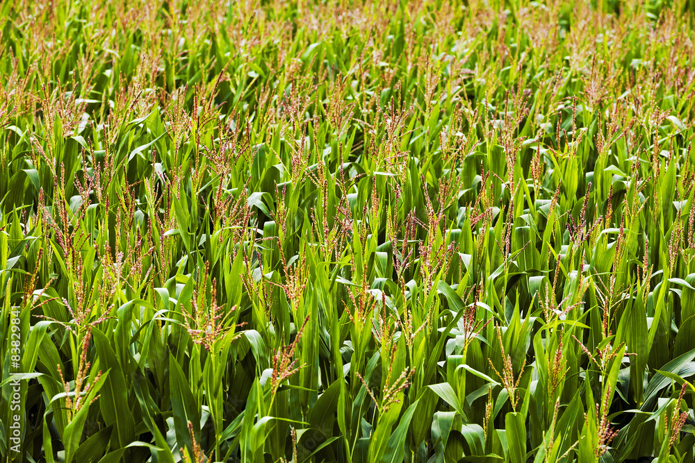 Obraz premium green corn 