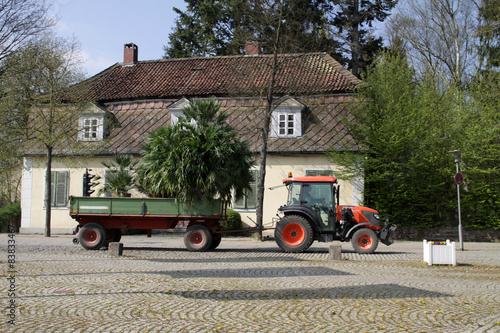 Palmentransport aus dem Winterquartier in den Kurpark Bad Pyrmon