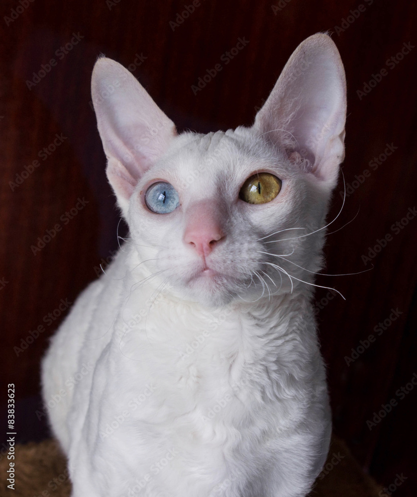 Φωτογραφία Cornish Rex Cat on Brown Background