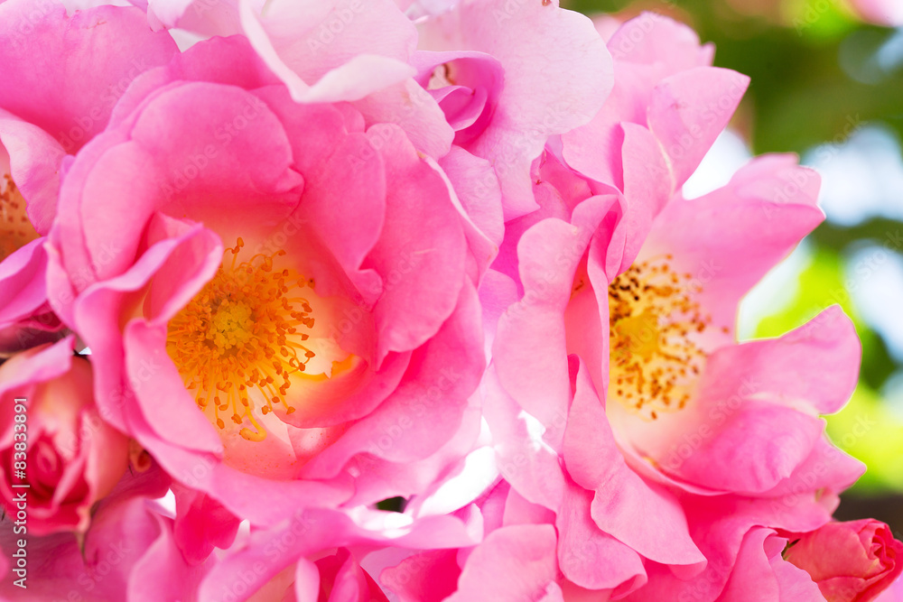 pink shaded rose flower plant