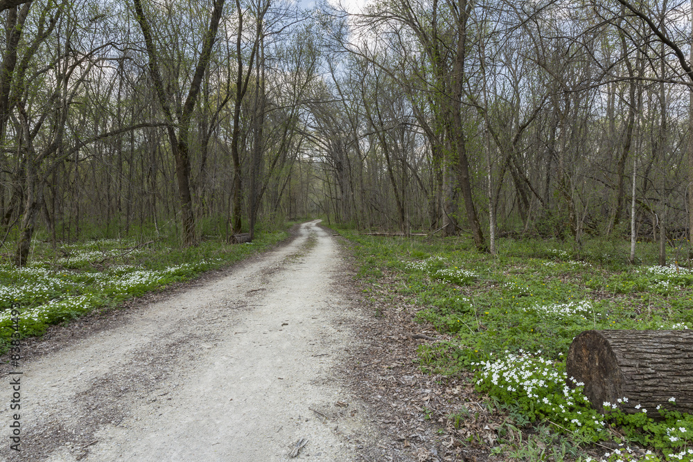 Trail In Woods During Spring