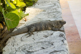 Mexican Iguana during Evening Hunting Hour