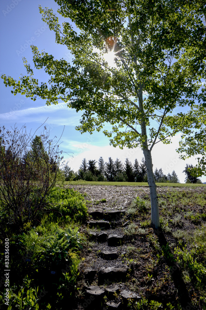 Steps by tree. Steps by tree.