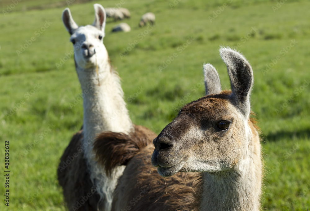 Fototapeta premium Another Llama photo bomb.
