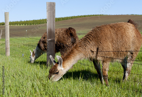 Grazing through the fence. photo