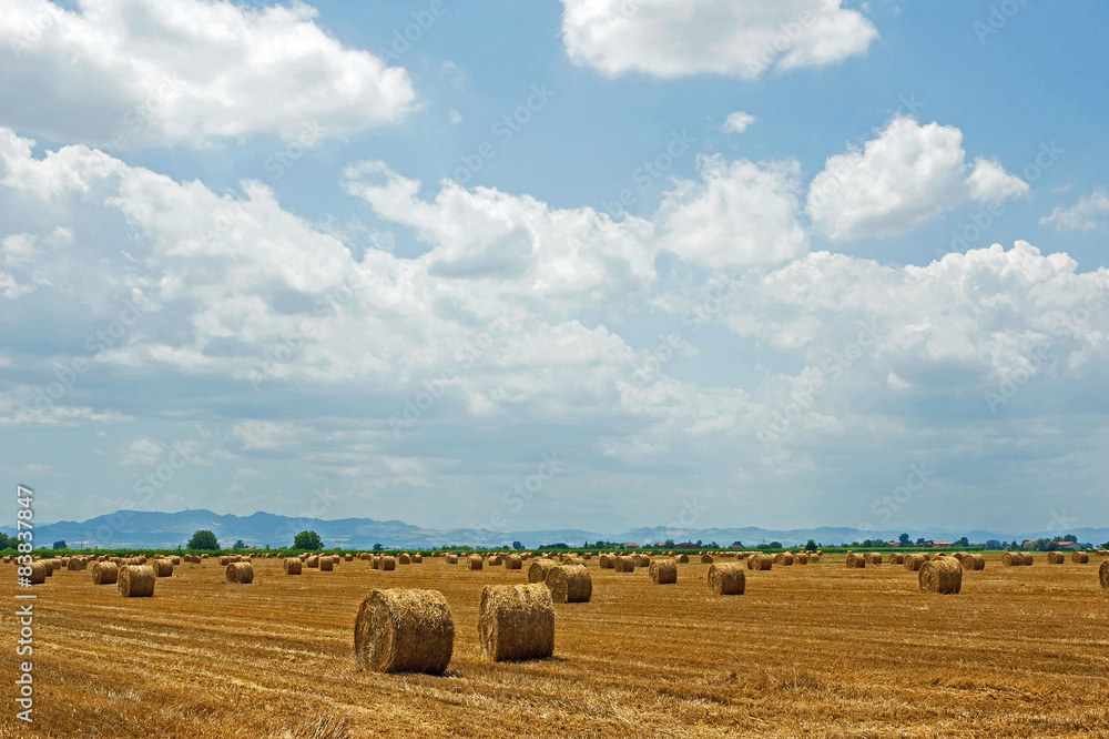Italy,  Padana plain near Ravenna, wheat grain field.