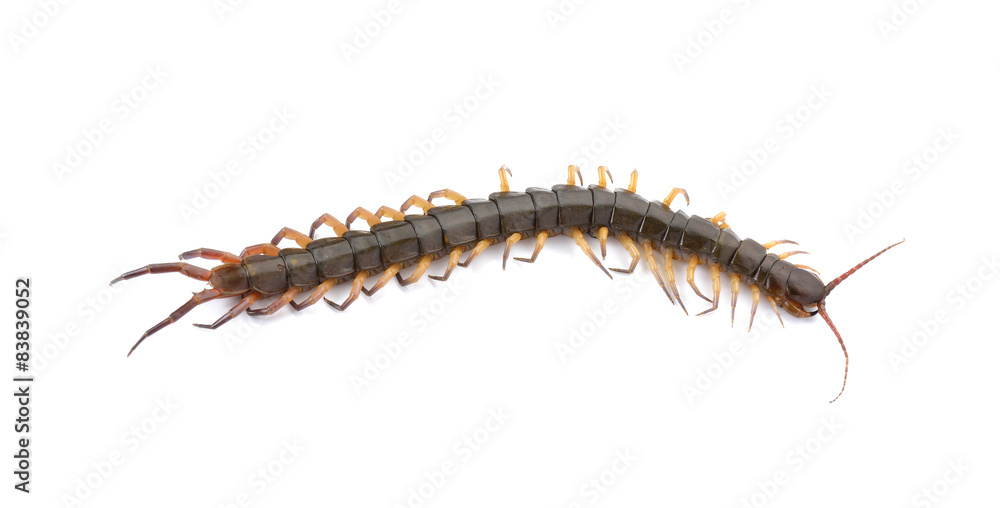 closeup of one brown centipede on white background closeup of one brown centipede on white background