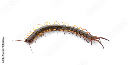 closeup of one brown centipede on white background