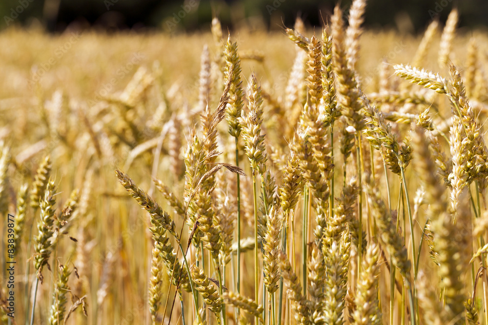 Fototapeta premium ripened cereals 