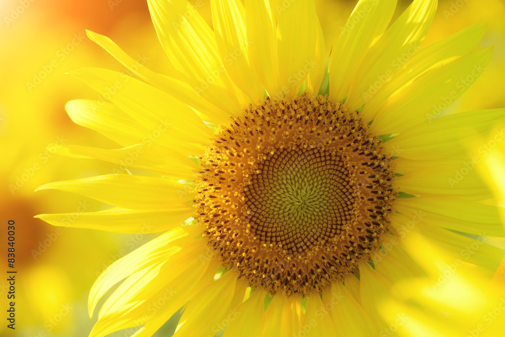 Sunflowers Sunflowers