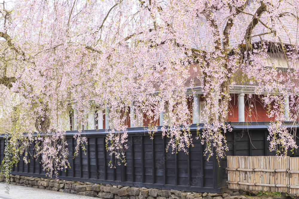 Obraz premium Weeping Cherries of Kakunodate’s Samurai District, Akita, Japan