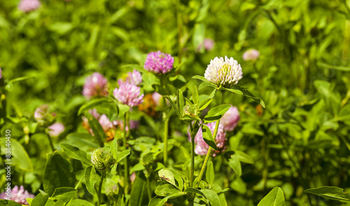 flowering clover 