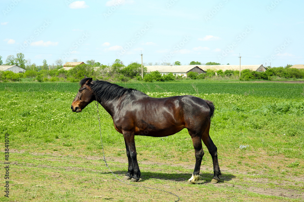Beautiful dark horse grazing over green grass background Beautiful dark horse grazing over green grass background