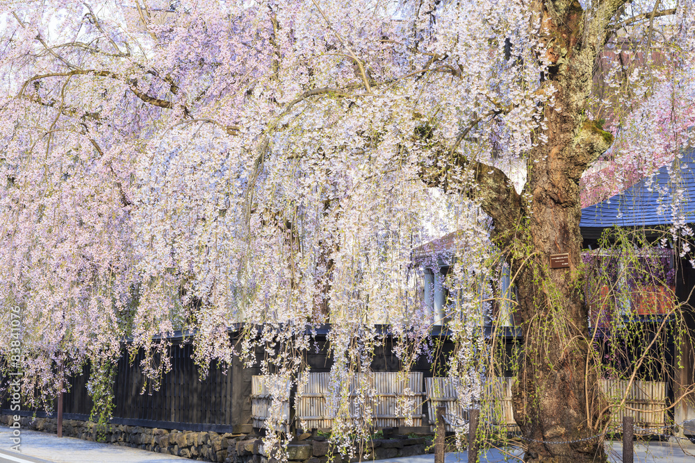 Obraz premium Weeping Cherries of Kakunodate’s Samurai District, Akita, Japan