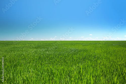 Field with green grass over blue sky background