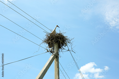 Young stork in wicker nest over blue sky background