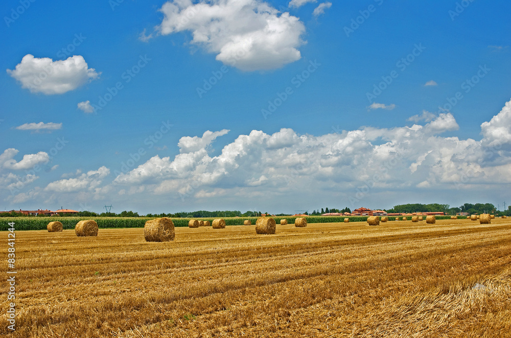 Italy,  Padana plain near Ravenna, wheat grain field.