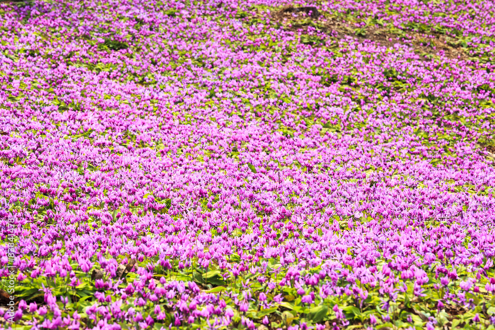 Dogtooth Violet Colony, Semboku City, Akita, Japan Dogtooth Violet Colony, Semboku City, Akita, Japan