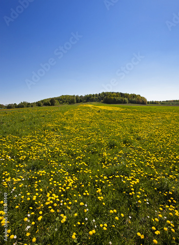 Dandelion field 