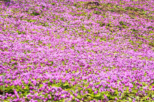 Dogtooth Violet Colony, Semboku City, Akita, Japan