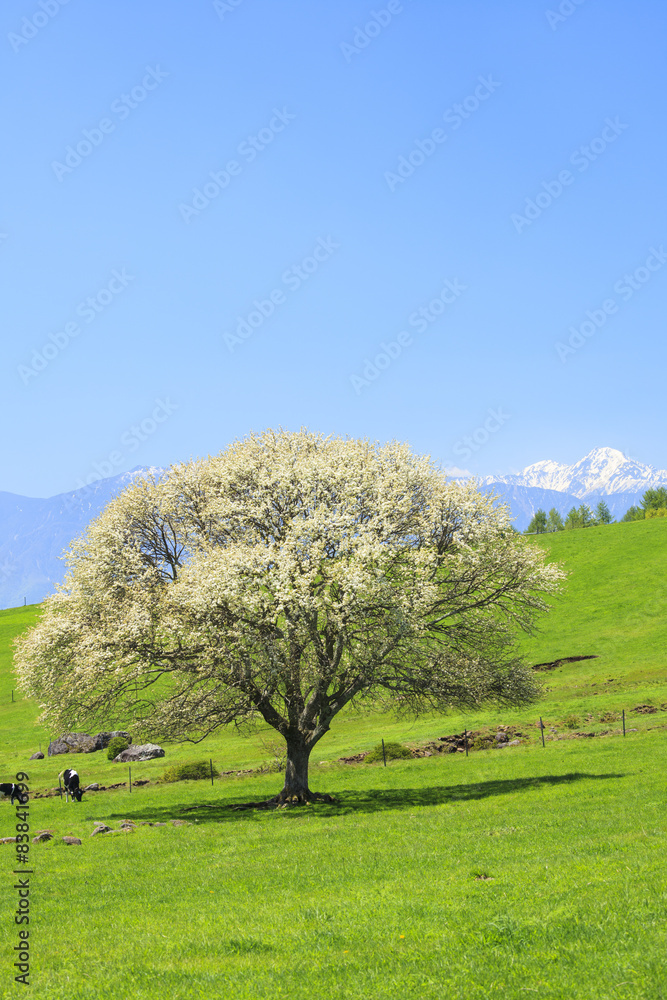 Tree Yamanashi blooming in Yatsugatake farm Tree Yamanashi blooming in Yatsugatake farm
