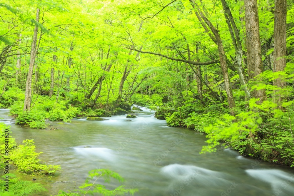 Summer of Oirase Stream, Aomori, Japan