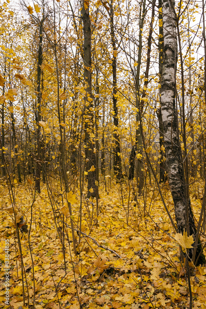 Obraz premium the autumn wood 