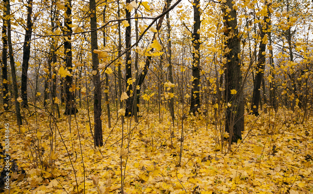 Fototapeta premium the autumn wood