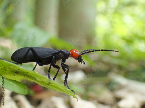 Epicauta gorhami Marseul close up photo