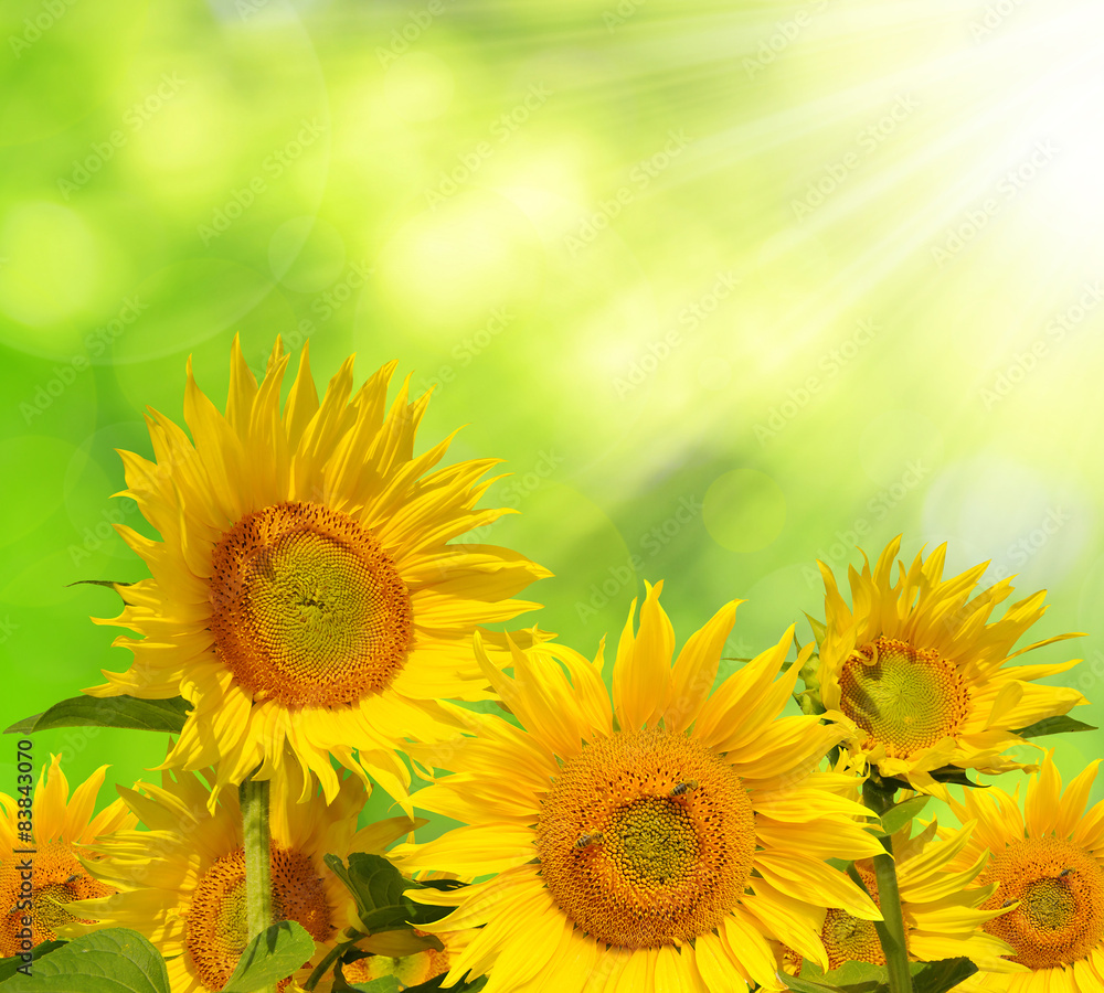 Fototapeta premium Sunflower field on green natural background