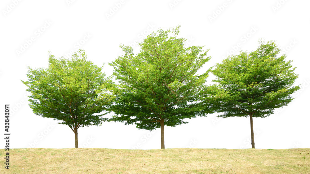 Obraz premium Green tree isolated on white background, binomial name Terminali