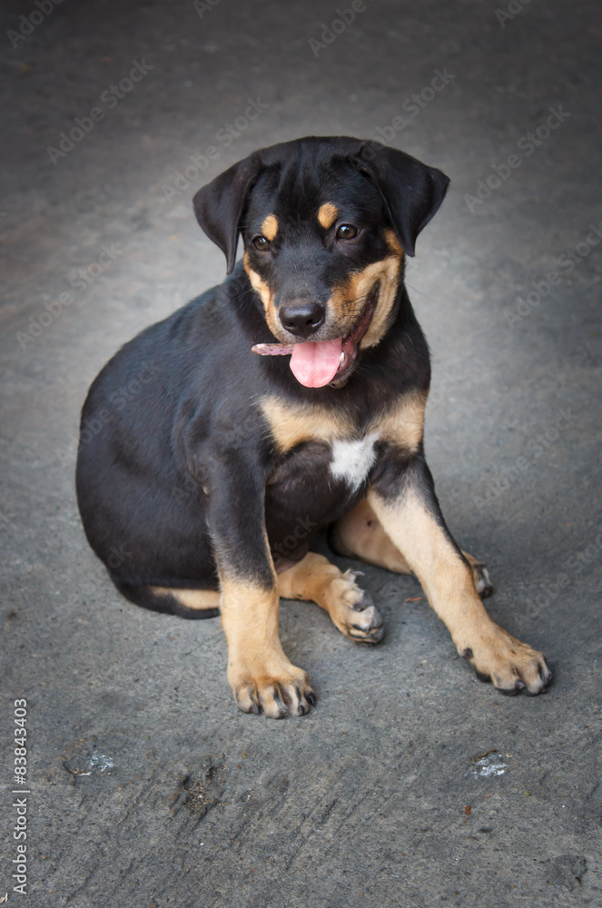 Thai stray dog. Thai stray dog.