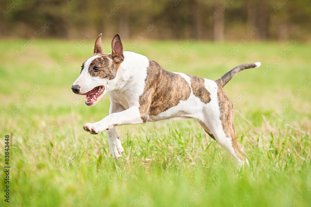 Bullterrier dog running in summer 