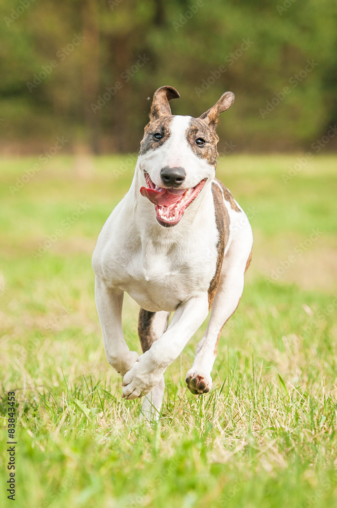 Funny bullterrier dog running in summer 