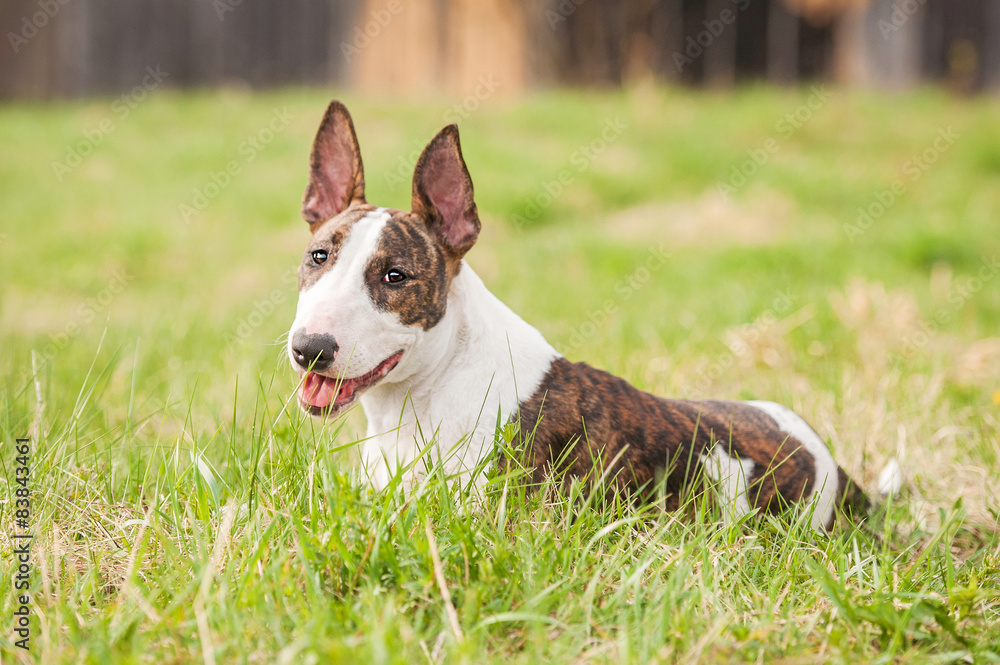 Bullterrier dog lying on the lawn in summer 