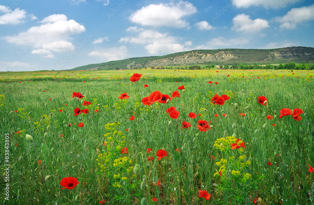 Beautiful Landscape. Field with red poppies.