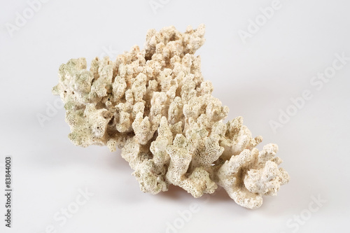 Coral isolated on White
