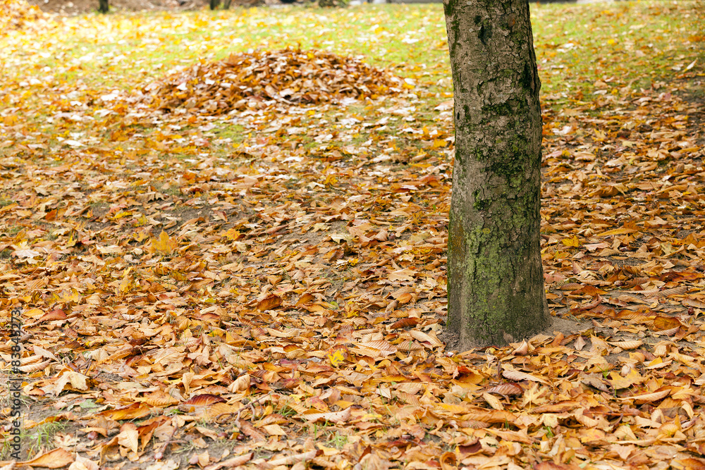 fallen leaves  