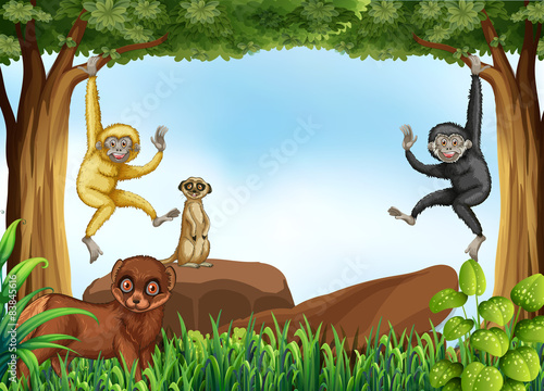 Animals
