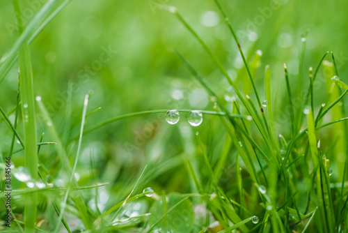 Grass and dew drops