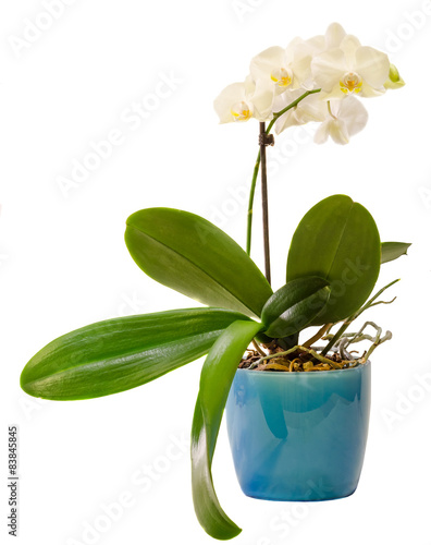 White orchid flowers, Phalaenopsis, Moth Orchid