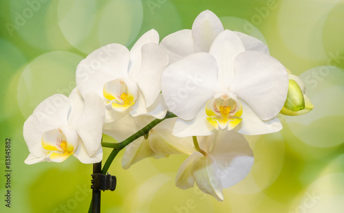 Fototapeta Naklejka Na Ścianę i Meble -  White orchid  flowers, Phalaenopsis, Moth Orchid