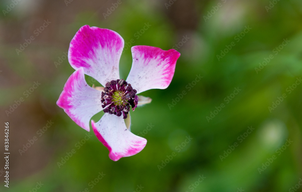 Obraz premium Close-up of Anemone Coronaria or poppy flower