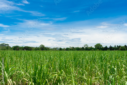 Crop farm with cloudy sky