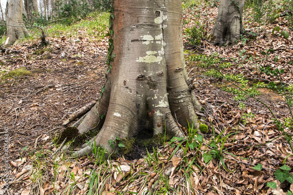 Root of Big Tree