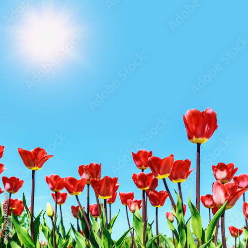 red flowers blooming tulips against the sky